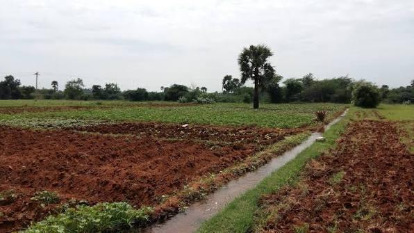 Agriculture Land for Sale